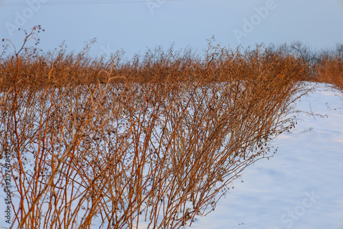 Quadro su tela Dry brown bushes pierce through the snow-covered field under a clear winter sky
