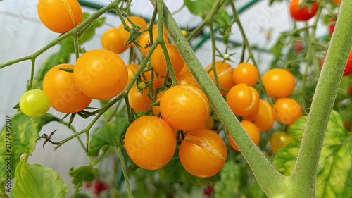 Yellow cherry tomatoes in the greenhouse are ripening and cracking. This could be due to watering issues or temperature fluctuations. Close-up