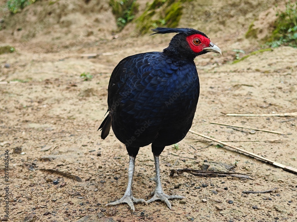 Obraz premium Pheasant Standing on Dirt Ground