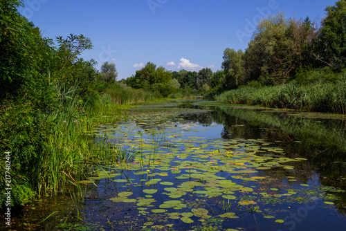 A lake with yellow water lilies, trees and reeds growing along the shore