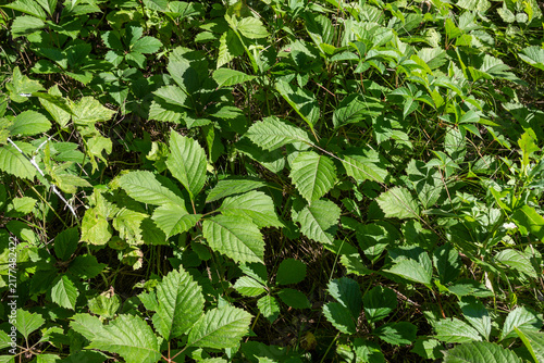 Plant background of climbing plants with large leaves