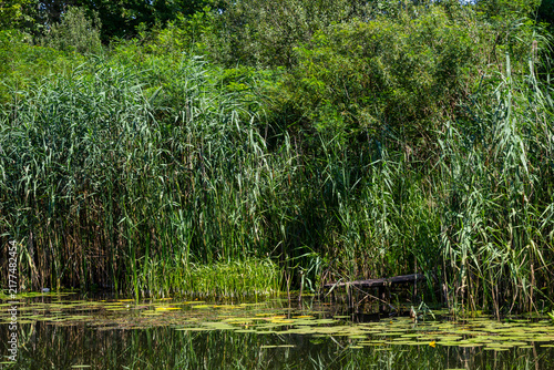 Tall reeds grow along the lake shore, water lilies on the water