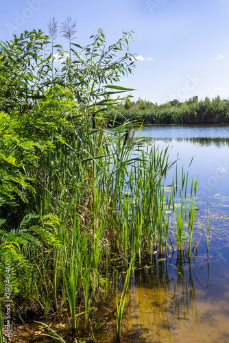 The river bank with a sandy bottom overgrown with bushes and reeds