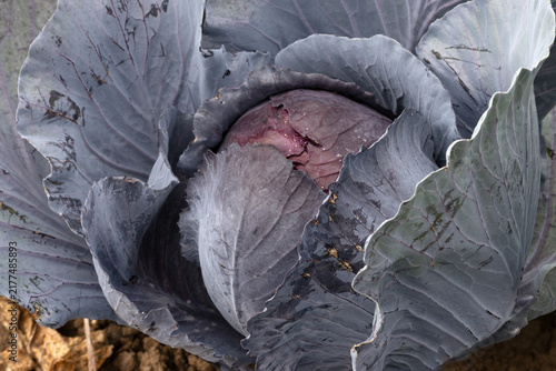 Detailed full frame background of raw red cabbage vegetable