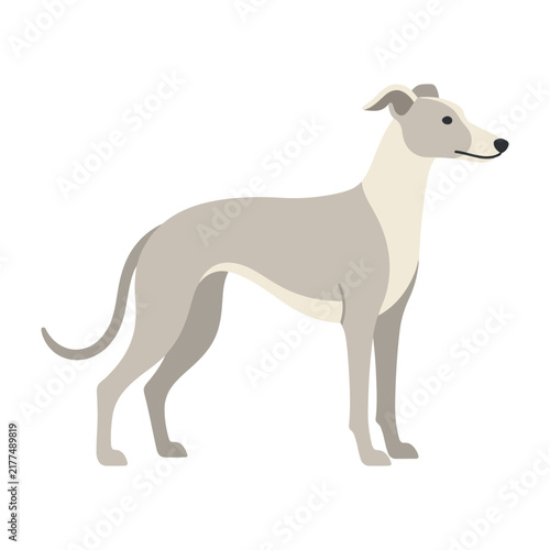 Greyhound dog standing profile view white background