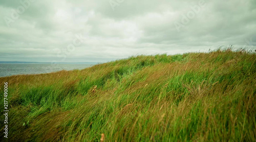 Quadro su tela Coastal grass headland with ocean horizon, overcast Newfoundland