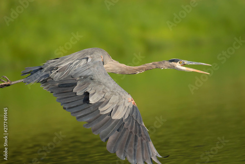 Foto Great blue heron (Ardea herodias) on Willamette River, Willamette River Greenway