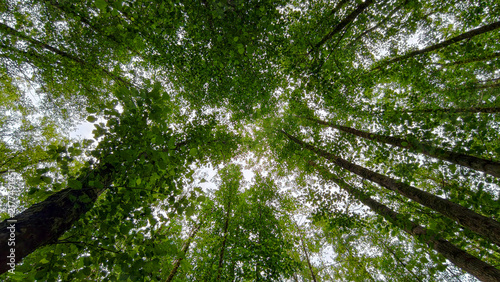 Green forest canopy creating a dense natural ceiling of leaves and branches, with tree trunks ascending towards the bright sky and sunlight filtering through the foliage