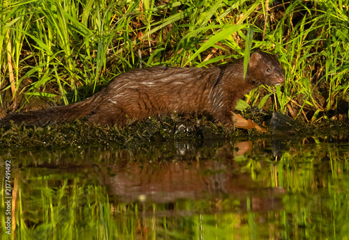 Photography American mink (Neovison vison), Willamette River Greenway, Marion County, Oregon