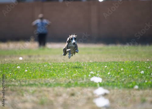 Foto Whippet dog in the air chasing a lure