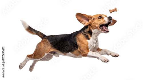 Принти на полотні Beagle dog leaping to catch a treat in mid-air png on isolated transparent backg