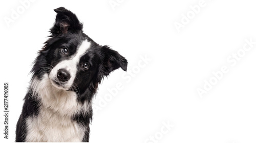 Canvastavla Border collie dog tilting head on black png on isolated transparent background