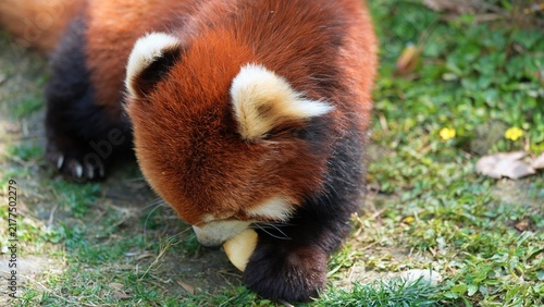 red panda eating apple on the ground in the zoo, a high angle shot of panda focus on its food