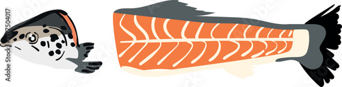Vector illustration of a salmon in cross-section