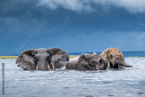 African elephants wading in the Chobe River in Chobe National Park