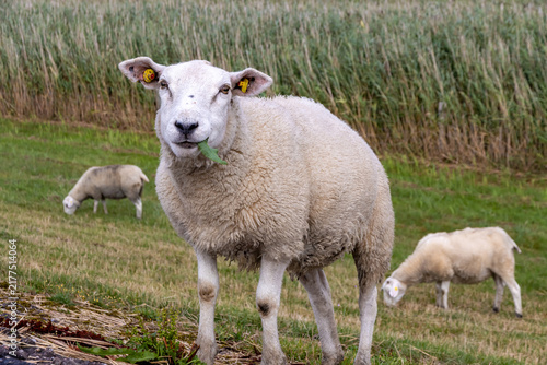 Schaf mit Grashalm im Maul auf dem Teerdeich von Norddorf, Insel Amrum
