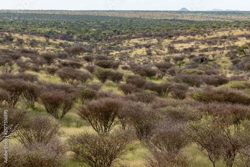 Foto Dense thorn bush on a dry plain, Namibia