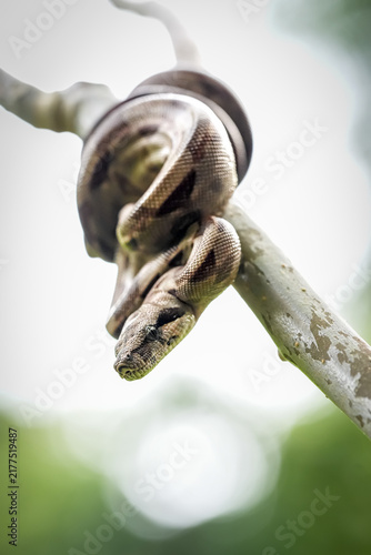 Bild auf Leinwand Small Boa Constrictor in Jungle Setting