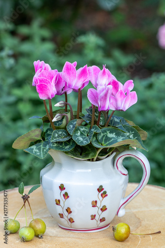 pink Alpenveilchen (Cyclamen) im Porzellan-Milchkännchen im Garten