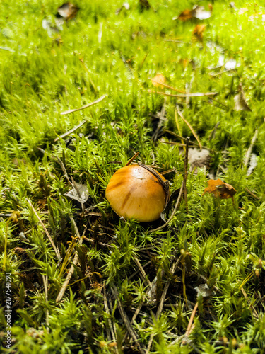 Autumn in the forest. Edible mushrooms. Mossiness. To pick mushrooms. Uncooked food. Amanita crocea.