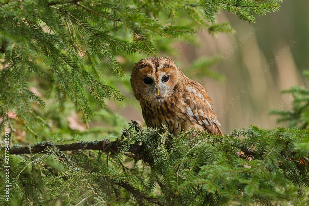 Obraz premium A tawny owl sits on a spruce tree. A tawny owl in the nature habitat. Wildlife scene with a owl. Strix aluco
