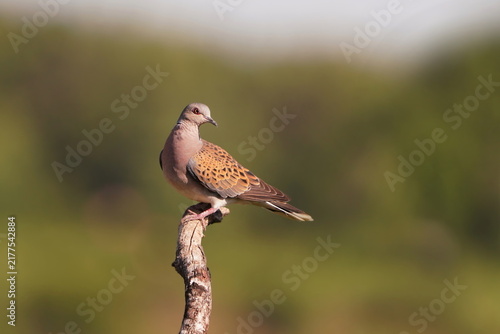 Fotografie A european turtle dove sits on a dry branch
