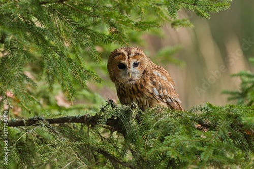 A tawny owl sits on a spruce tree. A tawny owl in the nature habitat. Wildlife scene with a owl. Strix aluco