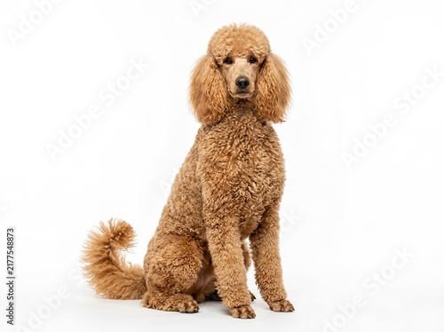 Standard Poodle Isolated on White Background. For pet care, dog breed, grooming, animal companionship, veterinary, training