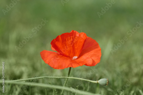 Red poppy flower on green background. A beautiful floral postcard. Close up of a bright red poppy blooming in a grass field.