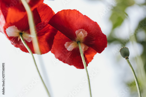 Two red poppies against the sky in closeup. View from below. Red poppies blooming outdoors, with green stems and seed pods.