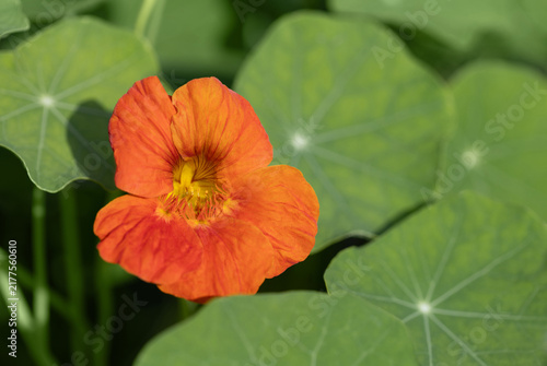 Vibrant orange flower nasturtium on green background closeup. Beautiful flowers wallpaper.