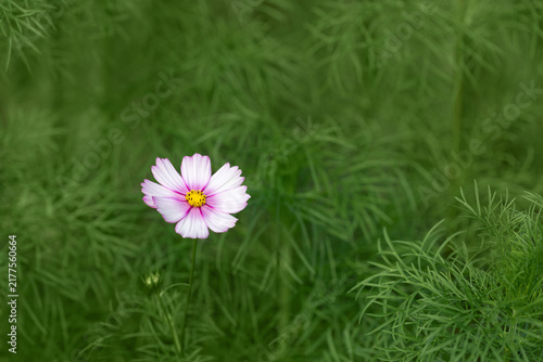 Pink terry cosmos flower blooms in a garden with lush green plants. Floral green background.