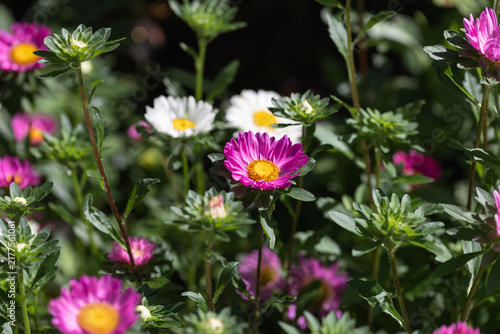 Vibrant aster flowers blooming in ornamental garden with white and pink petals.