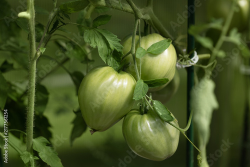 Young tomatoes in greenhouse closeup. Green tomatoes on a bush. Organic vegetables.
