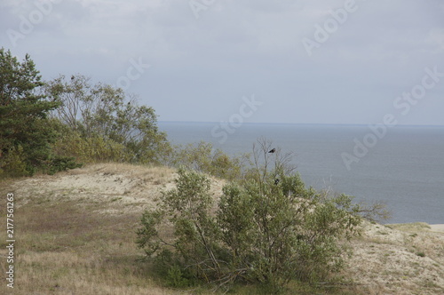 Bild auf Leinwand Coastal sand dunes with green trees and bushes overlooking the calm Baltic Sea