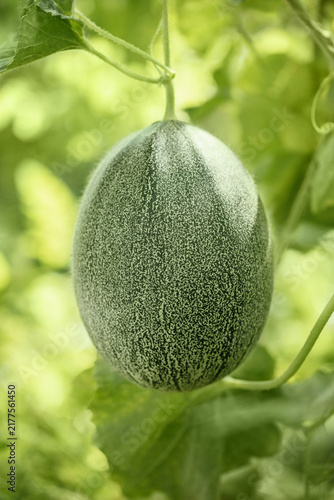 Closeup of a melon ripening in a greenhouse. Fresh unripe melon hanging on a green background. Vertical orientation.