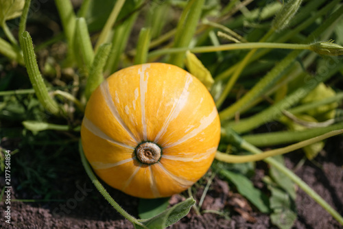 Young striped pumpkin in a vegetable garden. Organic pumpkin grown on a farm.