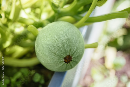 Green round squash closeup. Squash in the vegetable patch. Organic vegetables.