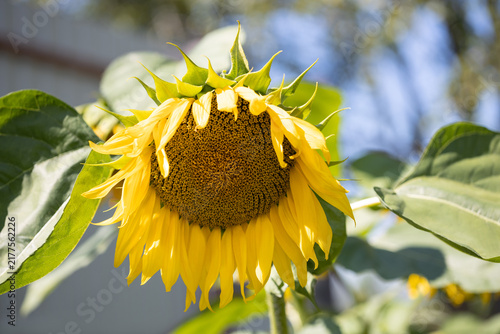 Closeup of a blooming sunflower. Edible garden plant. Organic gardening concept.