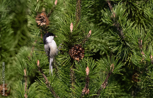 Willow tit eating pine cone seeds. Poecile montanus small bird on a pine tree branch.