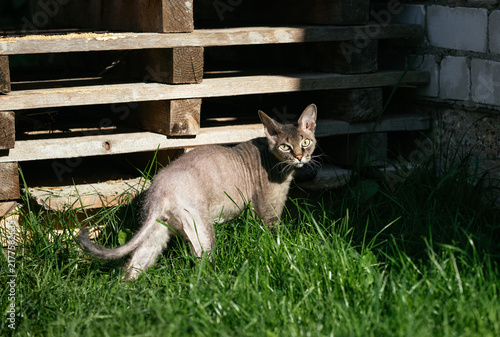Devon Rex cat walks in nature on sunny day. Cute young cat on a green lawn.