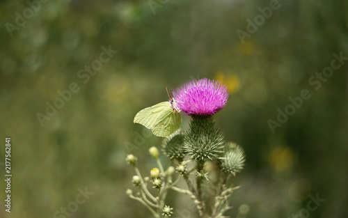 Birmstone butterfly or Gonepteryx rhamni on purple thistle flower. Macro photography. Butterfly close up, side view.
