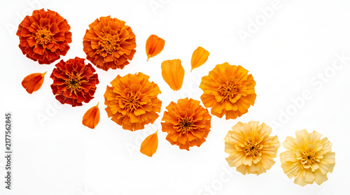 Vibrant orange and yellow marigold flowers scattered loosely on a clean white background, festive floral flat lay photography.