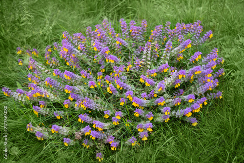 Summer flower blue cow wheat on green background. A lush bush blooming Melampyrum nemorosum with yellow and purple flowers.