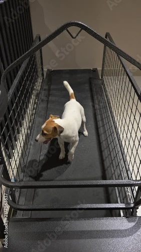 A Jack Russell Terrier runs on a treadmill.