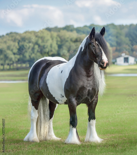 adult female Gypsy Vanner horse mare in grass field with scenic barn