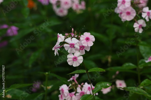 Foto Vibrant pink phlox flowers after a summer shower, romantic cottage garden scene