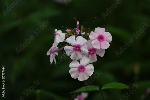 Quadro su tela clusters of phlox flowers after rain, vivid petals and fresh green foliage creat