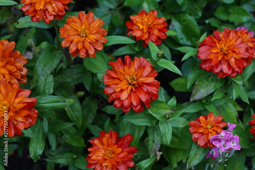 Bild auf Leinwand Double Maryland zinnias growing densely in a flower bed after rain, lush orange