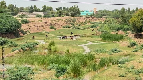 A vast and cinematic view of a mixed herd of cows and buffaloes grazing peacefully in a lush green rural meadow. 4k video